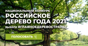 голосуем за «Тополь графа Панина» - участника конкурса «Российское дерево года 2021» от Смоленской области - фото - 1