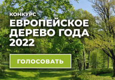 онлайн голосование за российское дерево года в международном конкурсе «Европейское дерево года – 2022» - фото - 2