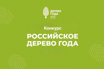 смоленская область участвует в конкурсе «Российское дерево года – 2026» - фото - 3