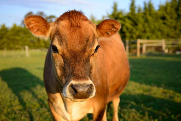 о вступлении в силу Федерального закона о побочных продуктах животноводства и постановления Правительства Российской Федерации от 31.10.2022 № 1940 - фото - 1