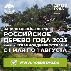 голосуем за участника конкурса «Российское дерево года 2023» от Смоленской области - «Тополь графа Панина» (№ 30) - фото - 1